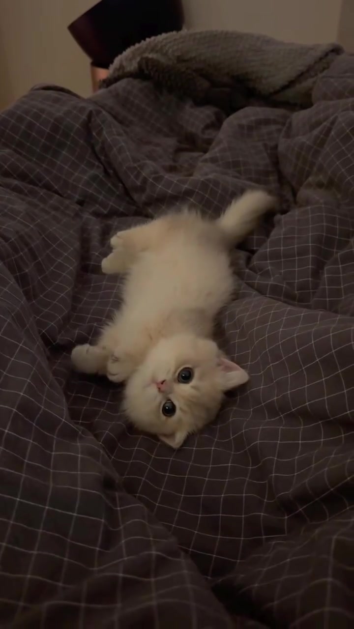 Cute little kitten#kitten #kitty #cute #funny #cutecat 