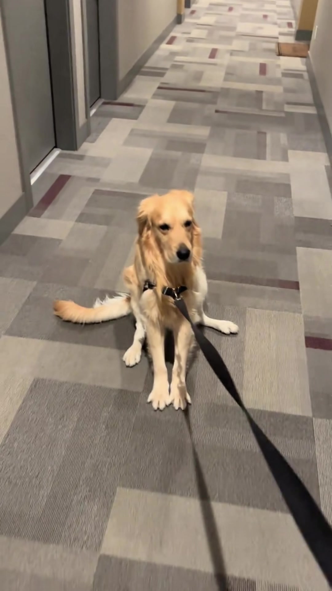 Have a golden retriever they said🐶🤣🤣#dog#funny#funnyanimals#funnypets#animals #dogsofttiktok #pet #foryou #longervideos
