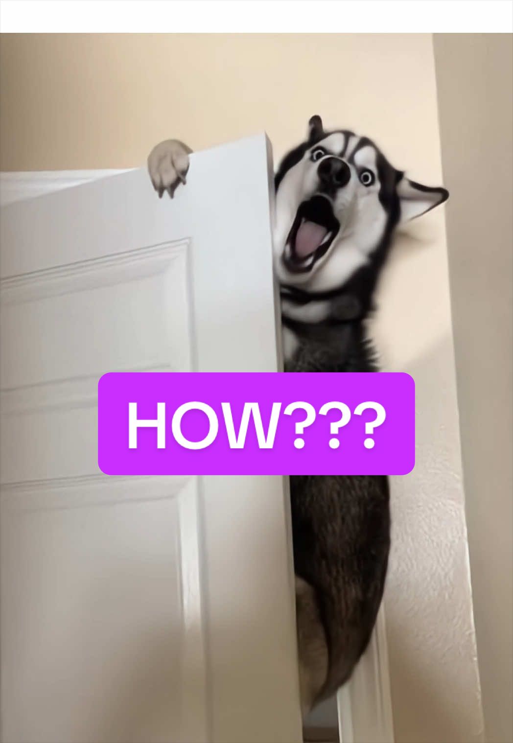 How Did My Husky Even Get Up There?! #husky #funny #funnyvideo #dogsoftiktok #dog 