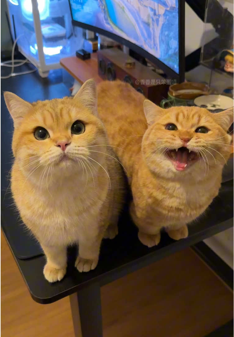 Neck and neck #meowing #kitty #funny #cute #cats 