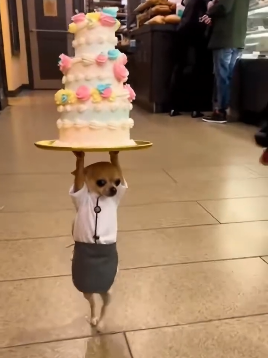Little Funny Chiwawa currying cake😂😂 #funnypets #funnydogs #chihuahuastiktok #fyp #dogsofttiktok #funnyanimals 
