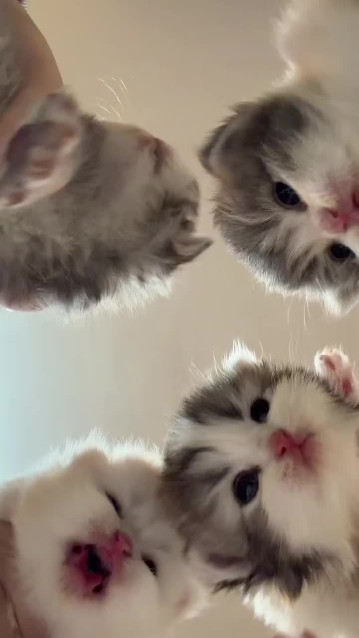 So many cute kittens.