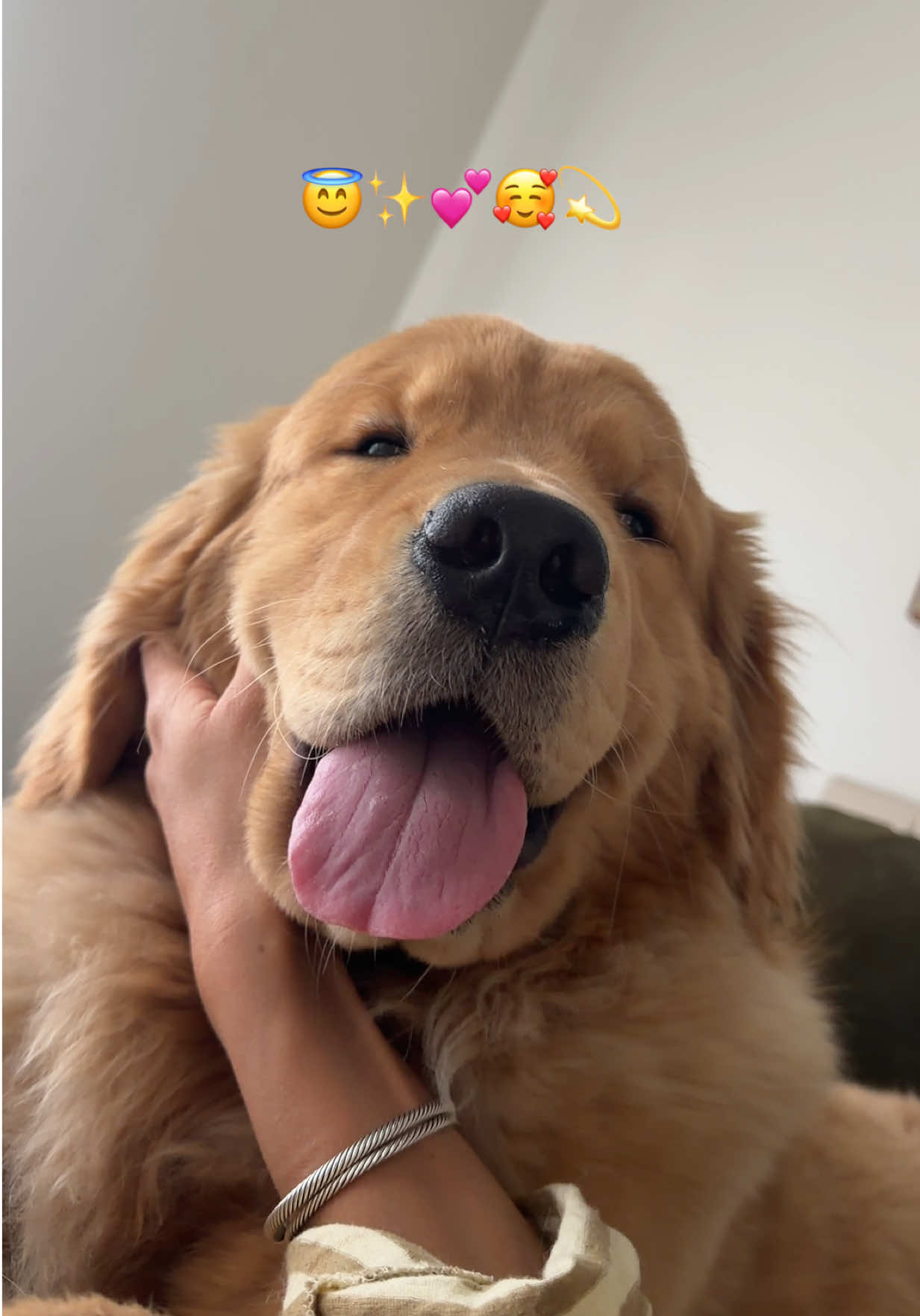 Lots of emotions for such a little guy 🥹🙊♥️ #goldenretriever #dogsoftiktok #funnymoments #puppy #fyp 