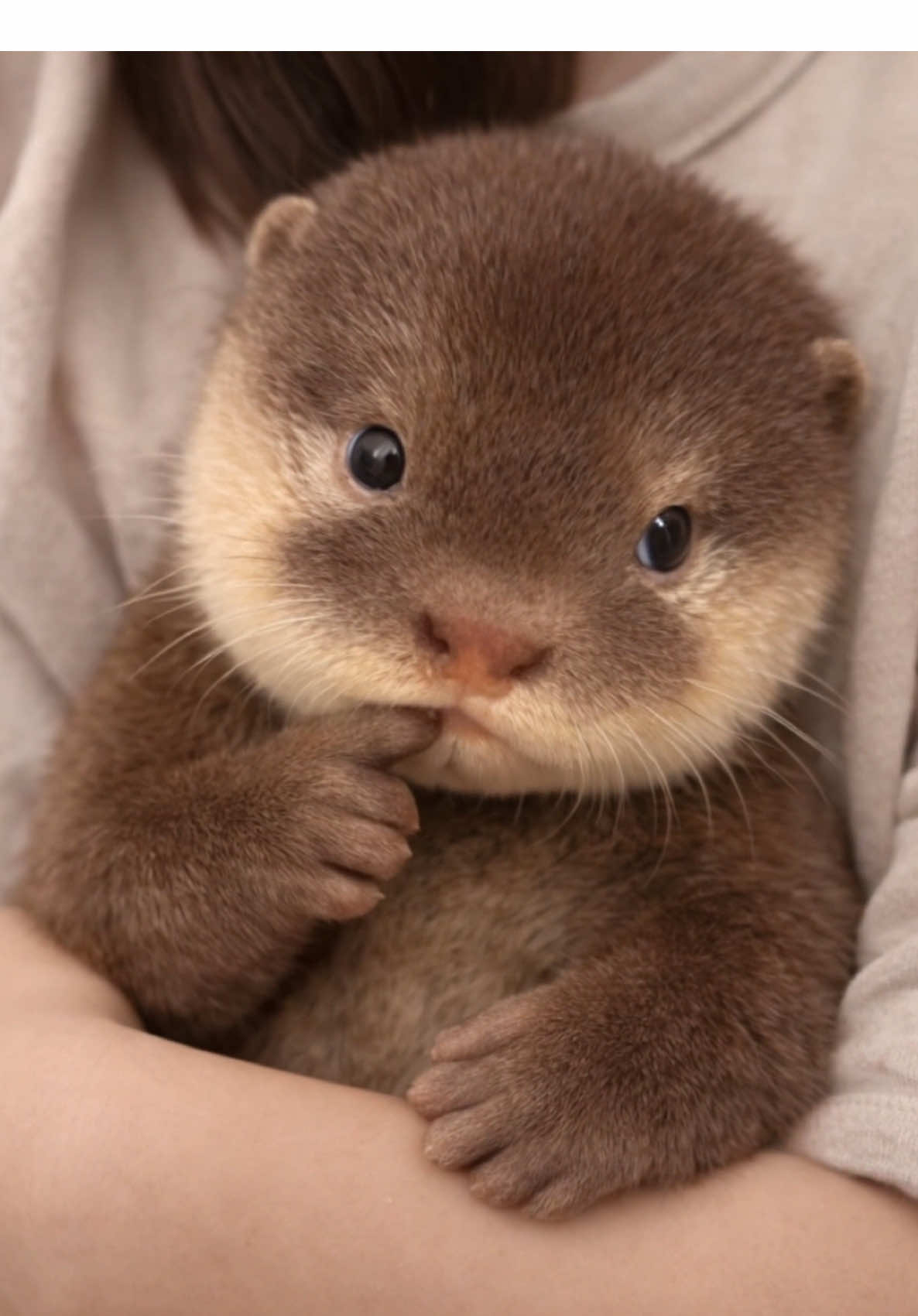 Cute little otter 😊#otter #cute #baby #littleotter 