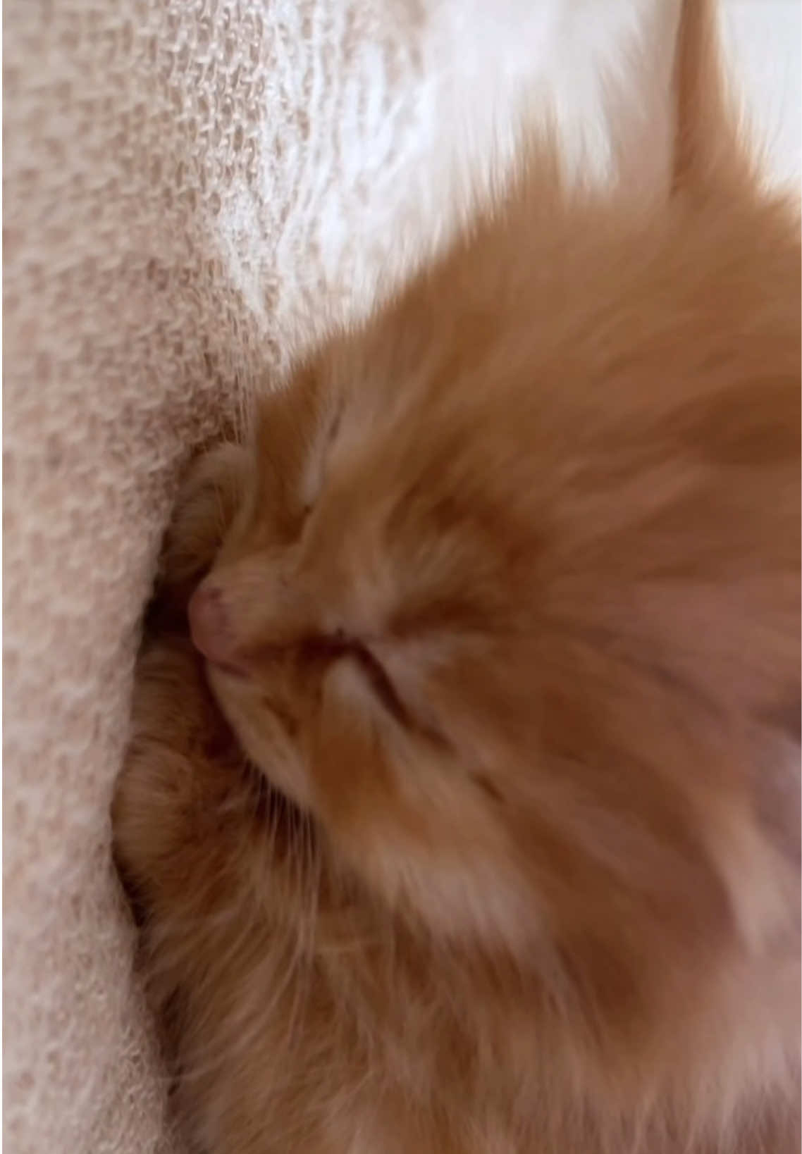 so cute 🥹#kitten #cutecat #funnycat #fyp #catsoftiktok 