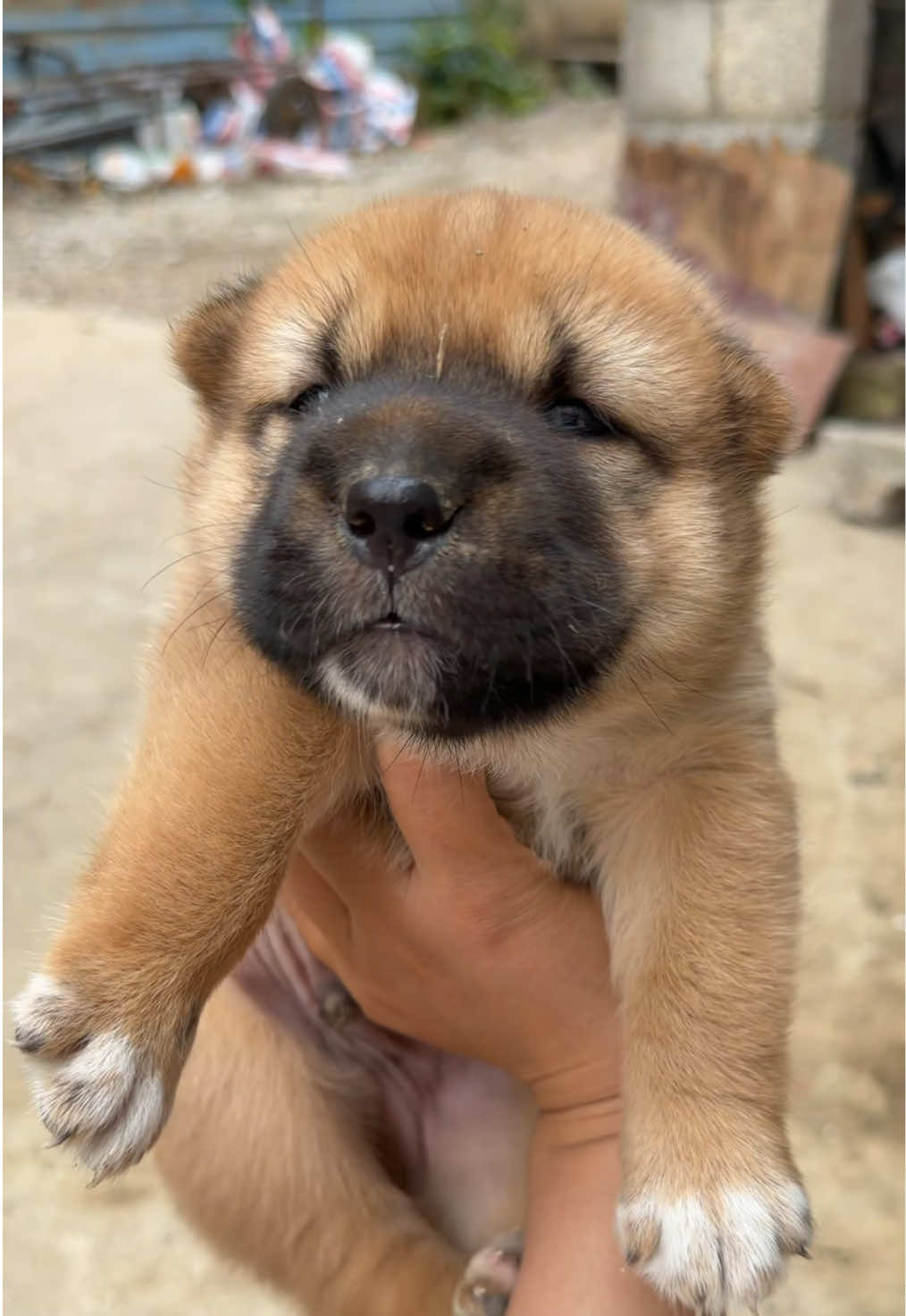#pet 