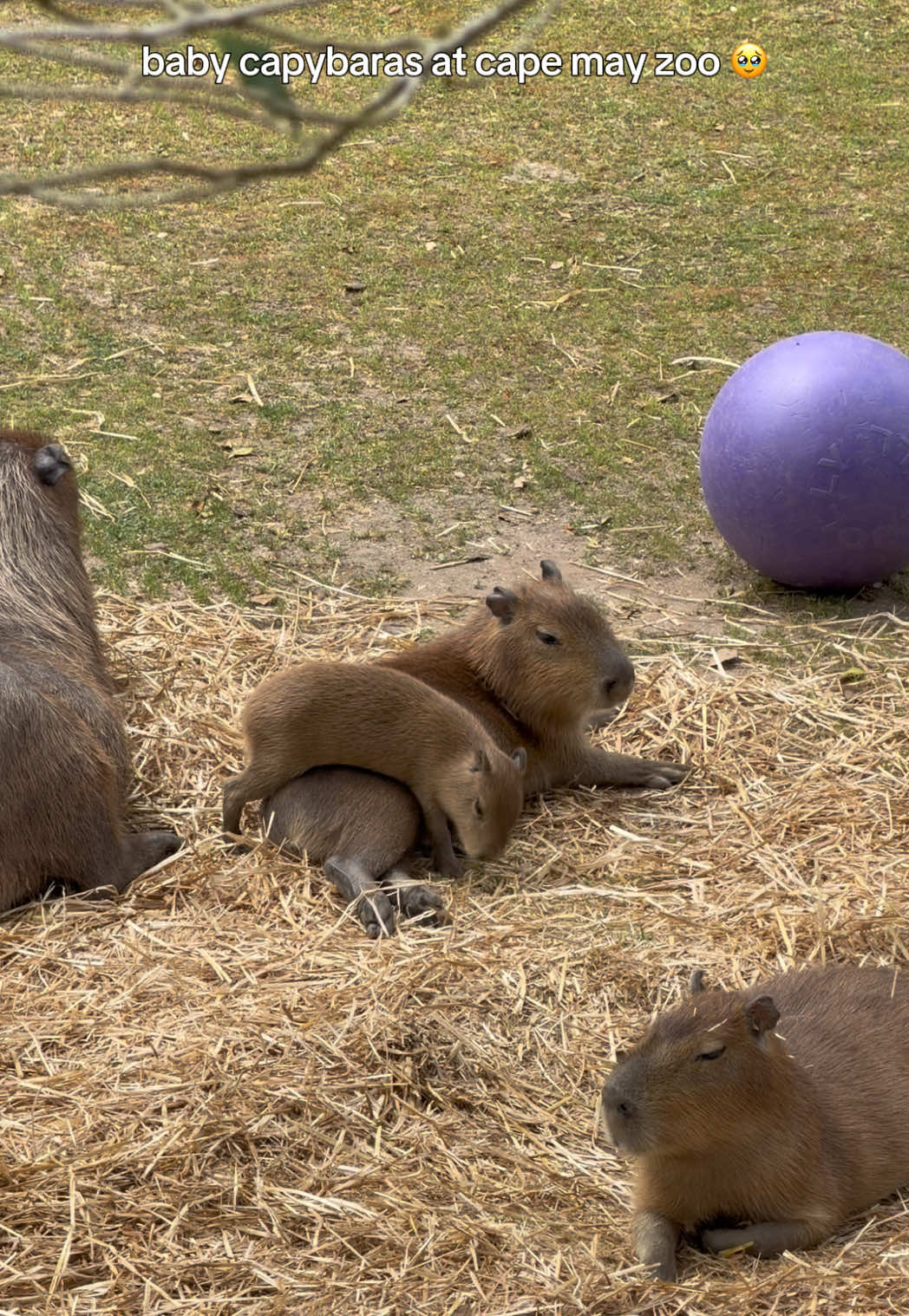 they were so tiny and fat i loved them 🩷🩷 #babycapybara #capybaratiktok #capemay #awsocute 