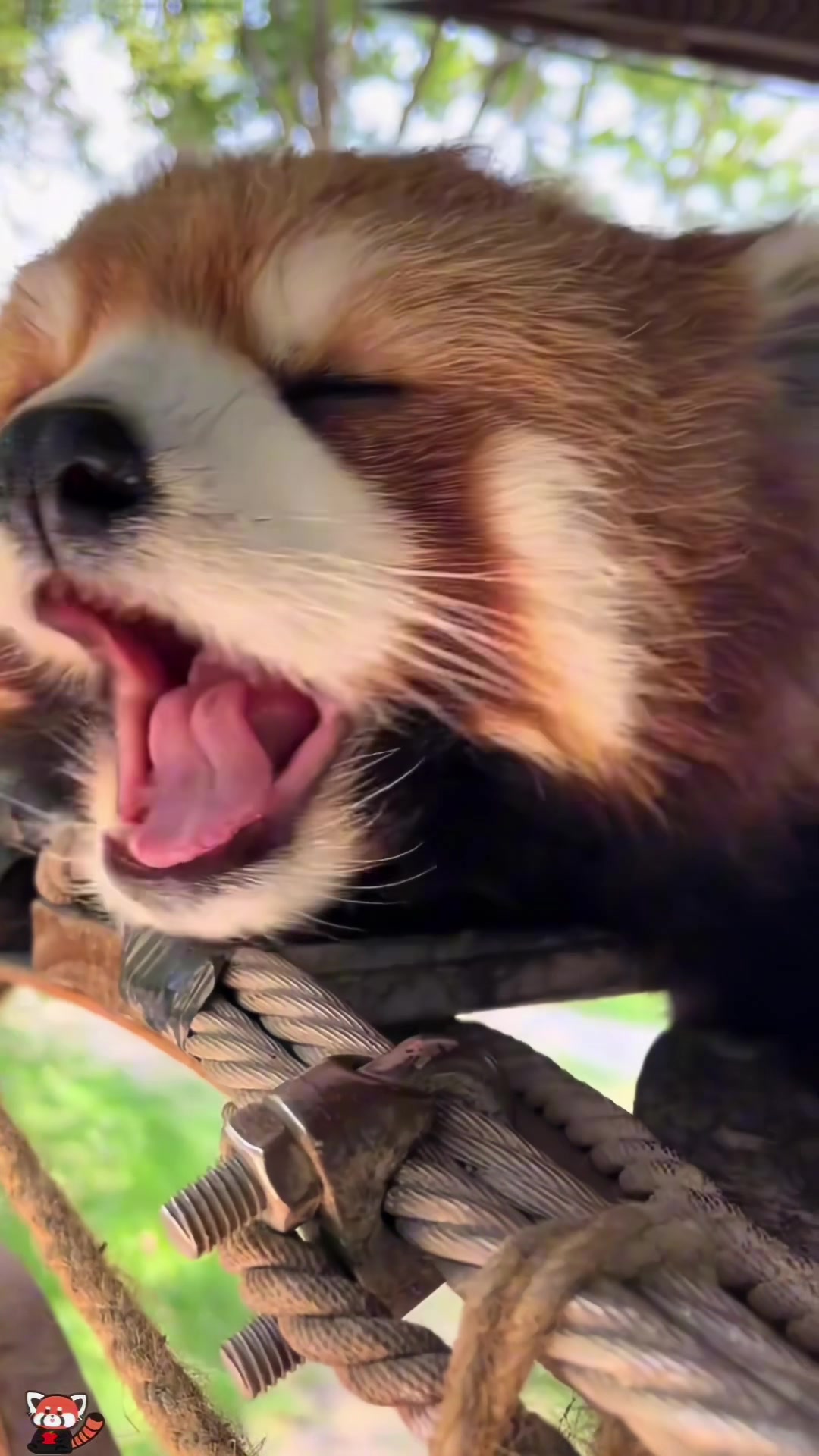 Cute red panda#panda #cute #funny #animals #redpanda #fyp 