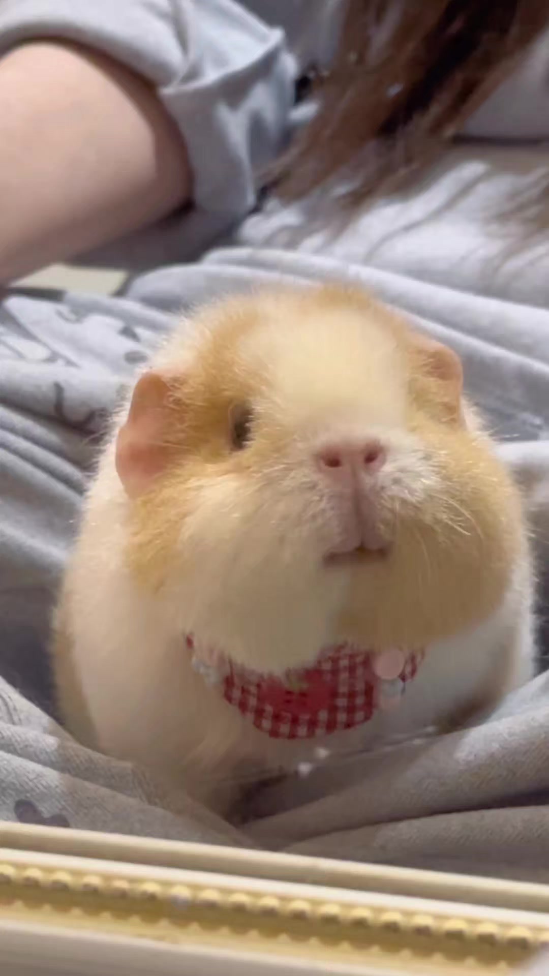 Teddy đáng yêu #guineapig #cute #viral #thinhhanh #xuhuong 