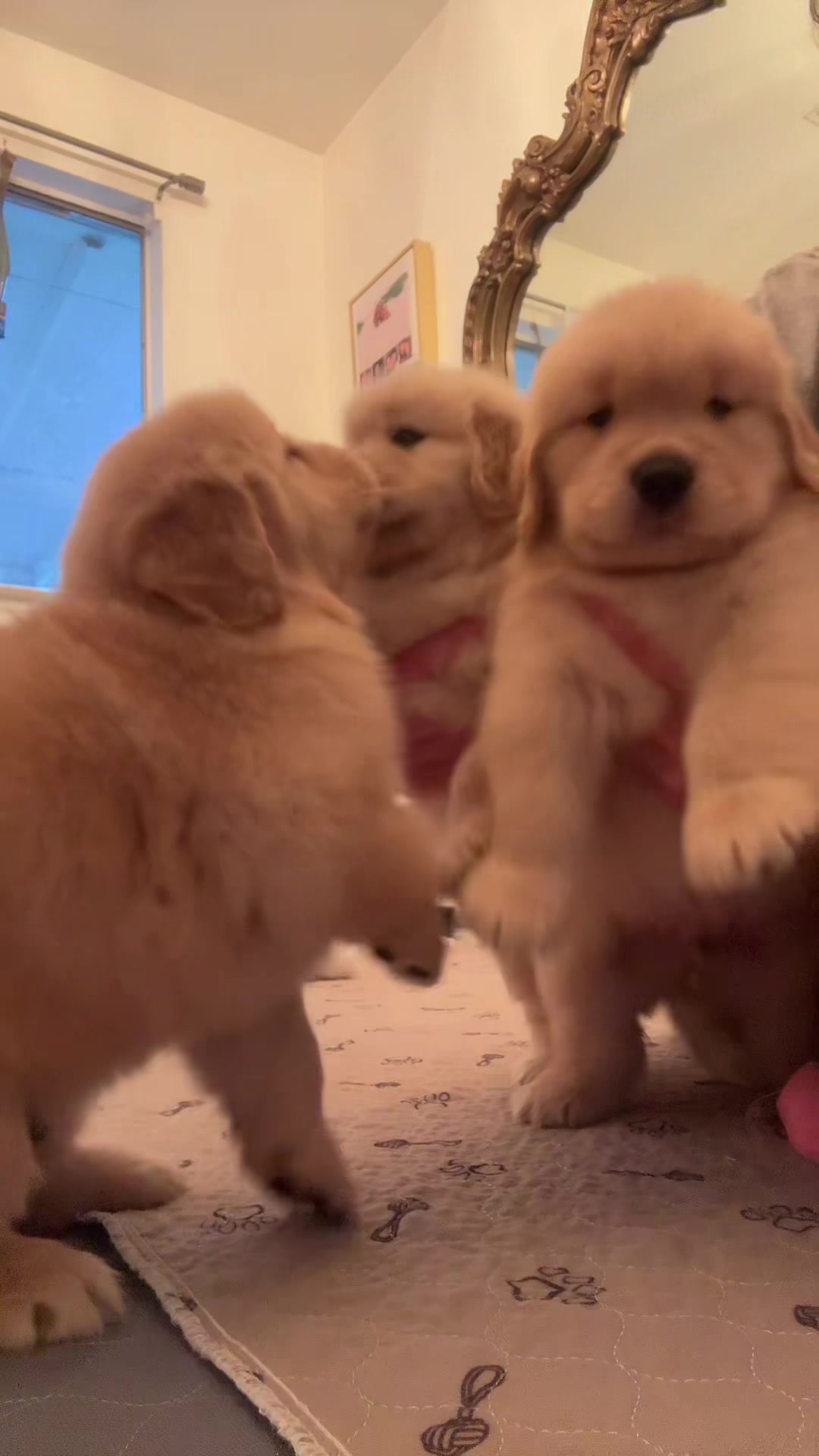 Having to much fun #showgoldens #showpuppies #goldenretriever #goldenretrieverpuppy 