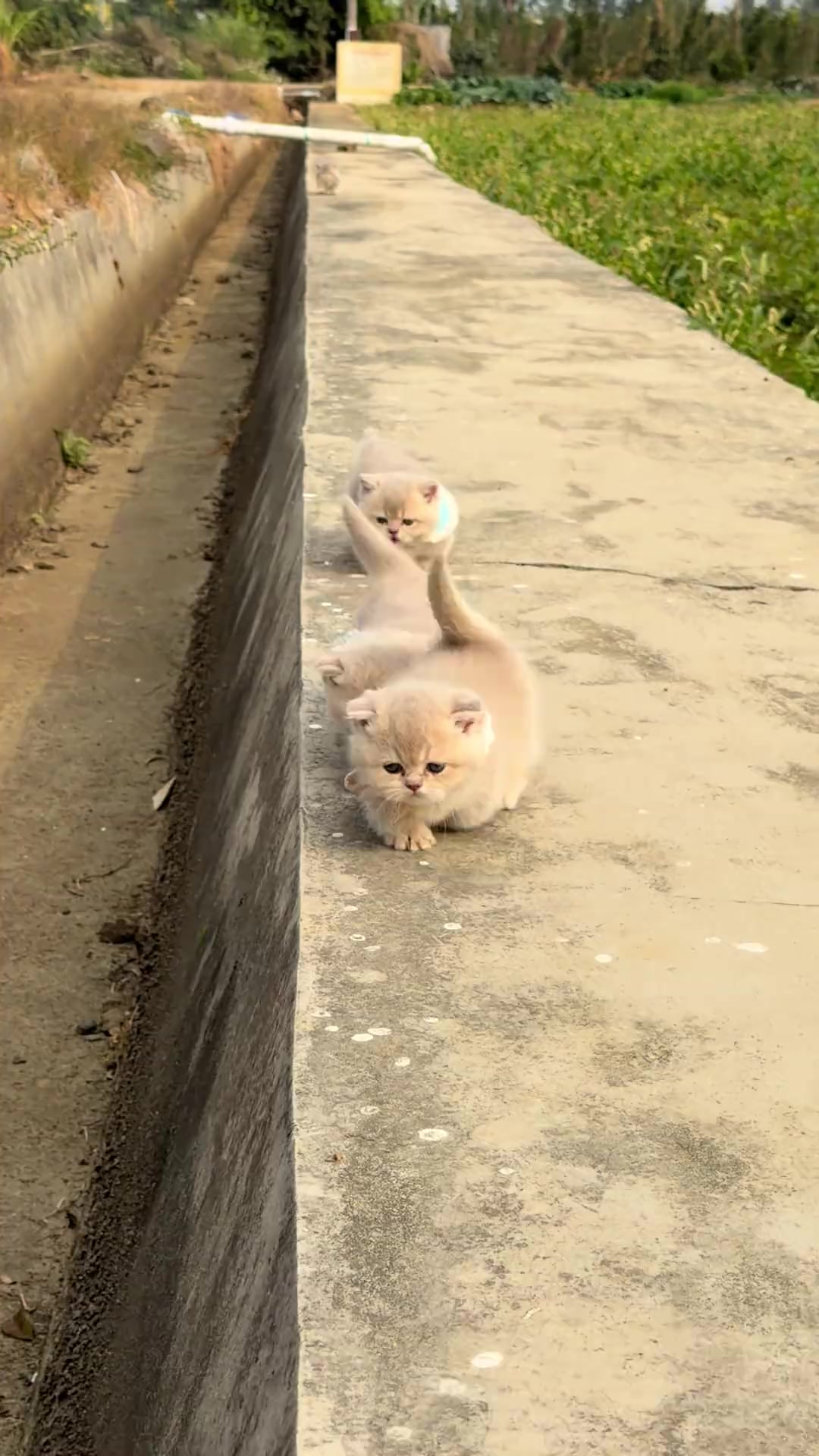 #kitten #cute #cutecat #catsoftiktok #cat 