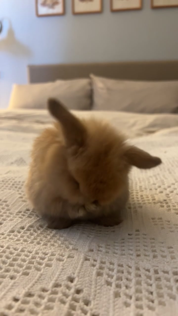 Little baby Cora💗 #bunnies #minilop #cutebunny #cutepet #babybunny 