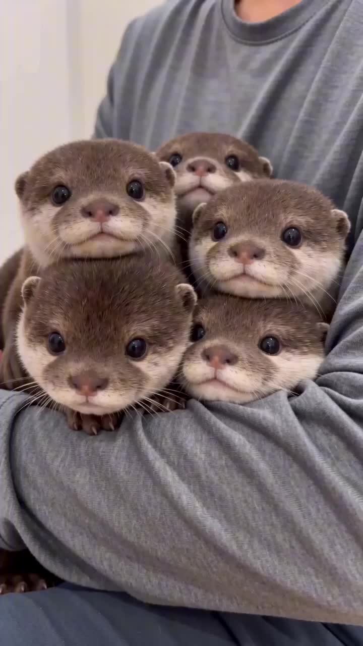  Nothing better than sweet baby otter vibes#otter #otterbaby #cuteotter #babyotter #fluffyotter 