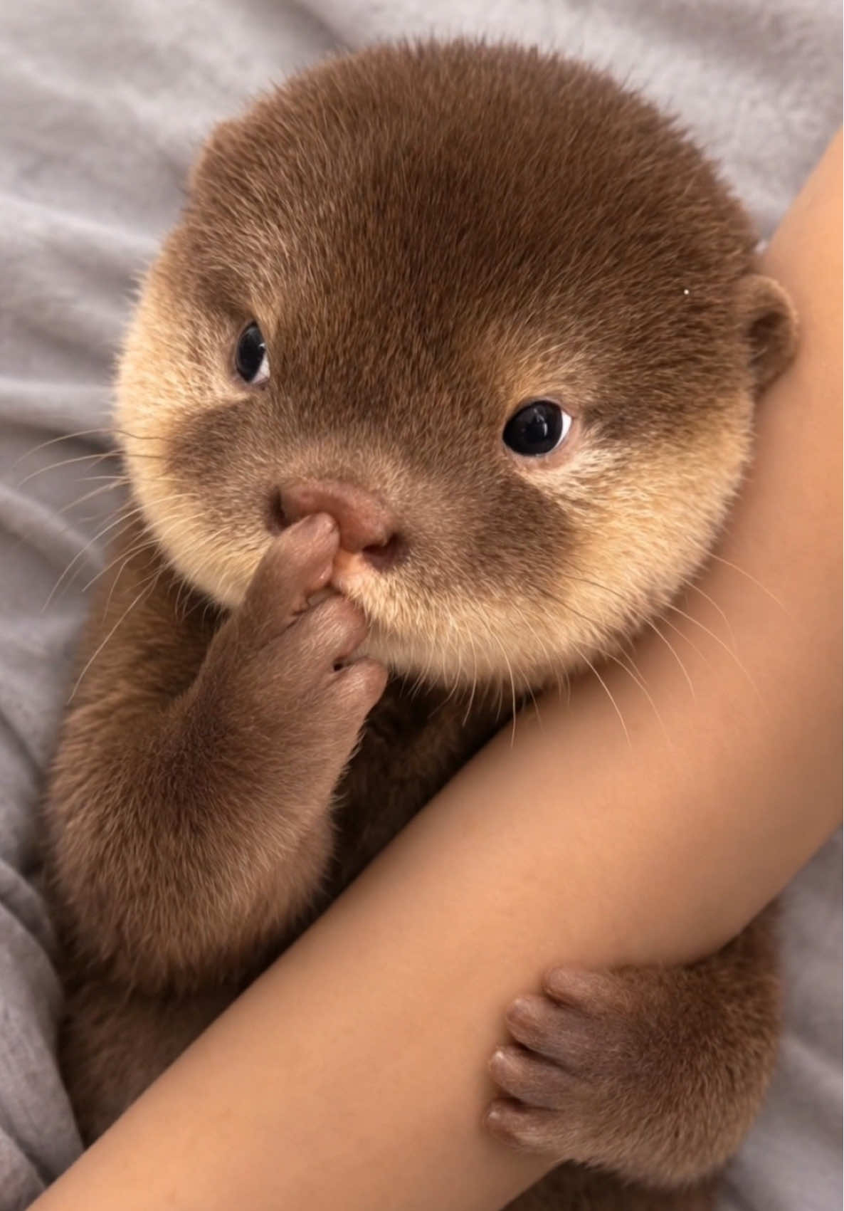 Cute little otter 😊#otter #cute #baby #littleotter 