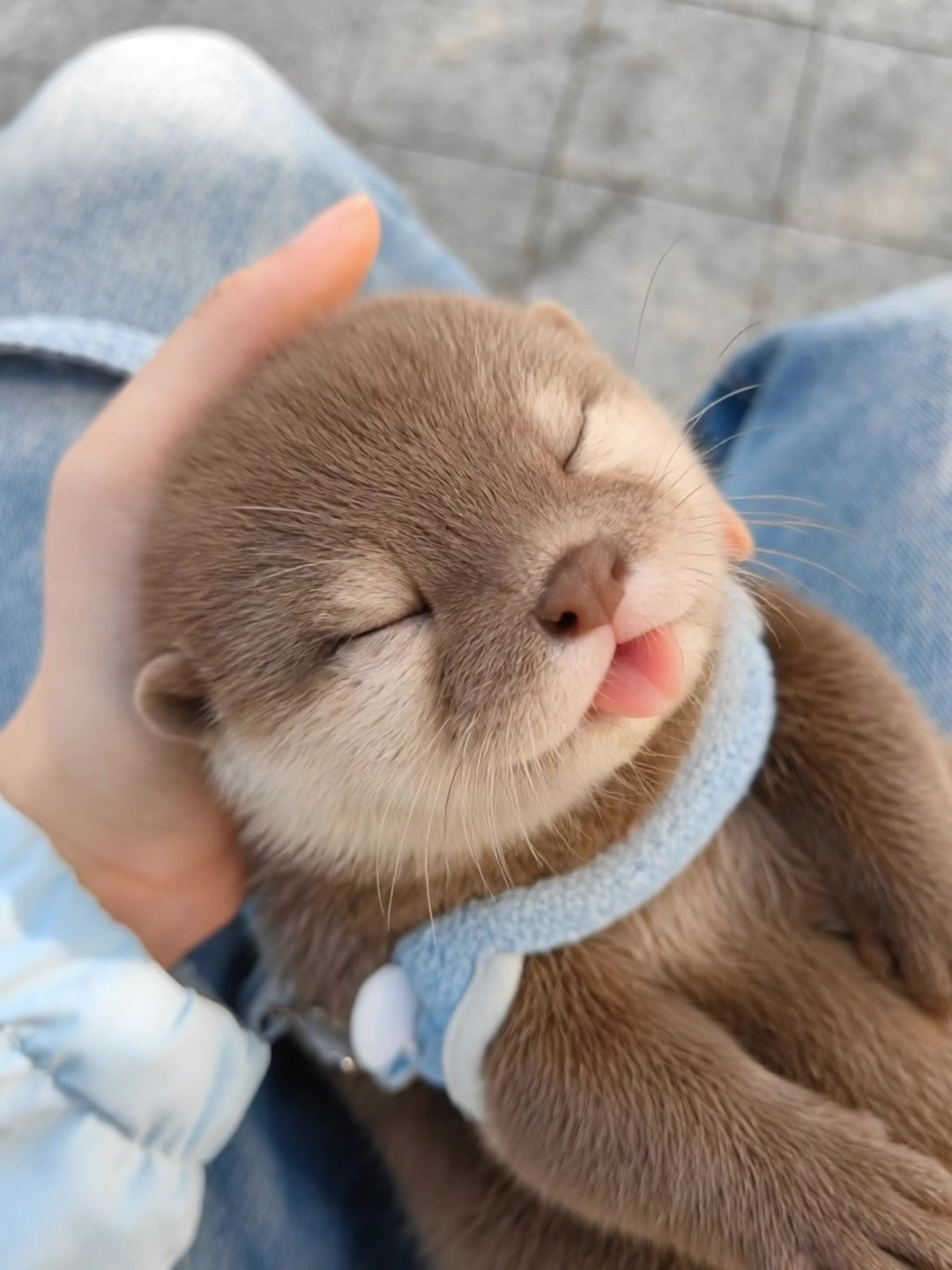 #水獭 #可爱 