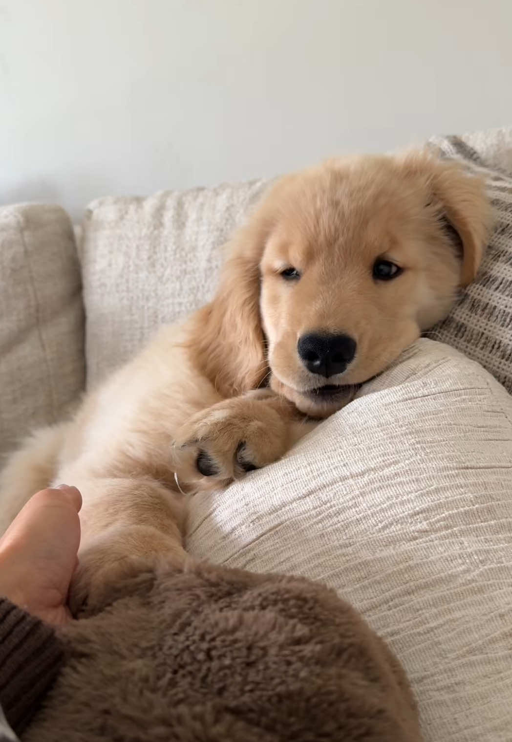 sleepy sainty this rainy morning😴🤎☕️#goldenretriever #goldenpuppy #puppy #cutedogsoftiktok #goldenretrieverpuppy 